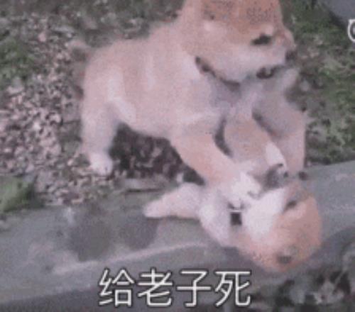 博阿滕抵达,隔离点,赛前将与大,B体育,体育投注,即时赛事投注,体育赔率,B体育官网