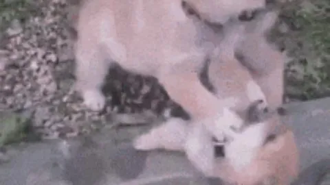 博阿滕抵达隔离点，赛前将与大連隊汇合